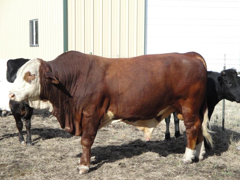 Santa Gertrudis/Hereford Mix Bull