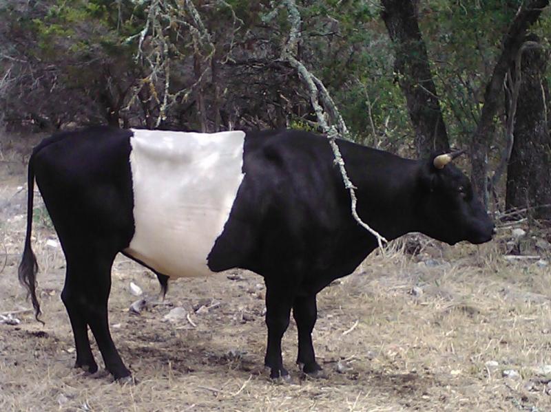 Pure Dutch Belted Bull